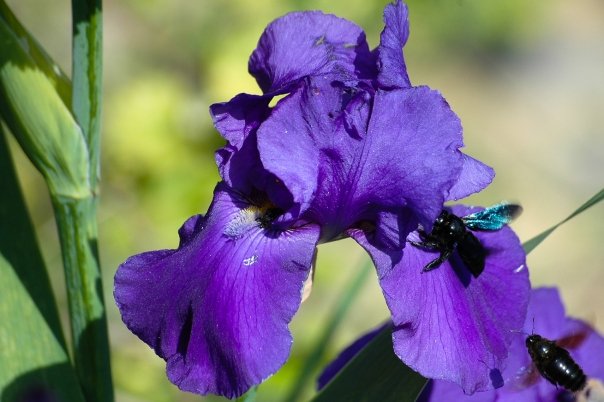 insetti su iris: Xylocopa violacea